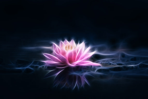 粉红荷花暗色背景图片渲染图片下载