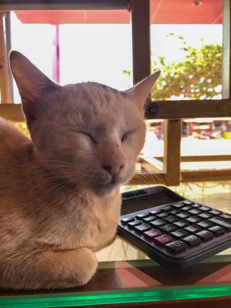 白猫和计算器。这只猫是这家商店的零售商。图片下载