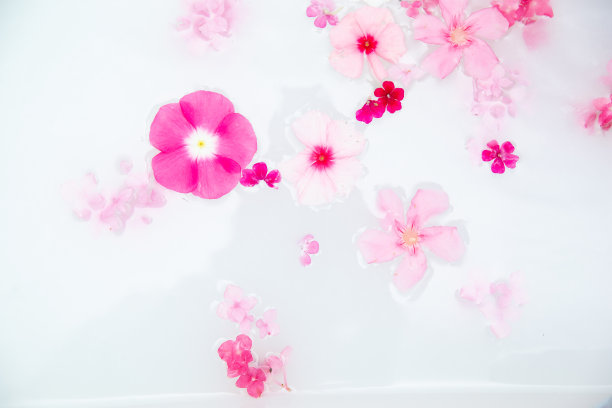 粉红色的花瓣漂浮在牛奶浴上图片下载