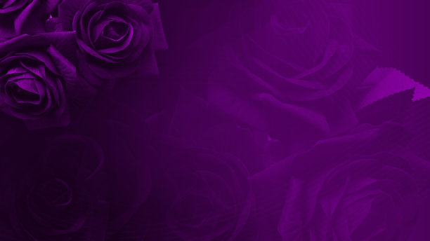 抽象美丽的紫罗兰玫瑰花模糊紫罗兰玫瑰花背景，自然，爱情，情人节，佛，旗帜，模板，复制空间图片下载