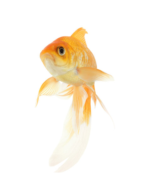 美丽明亮的小金鱼孤立在白色上图片下载