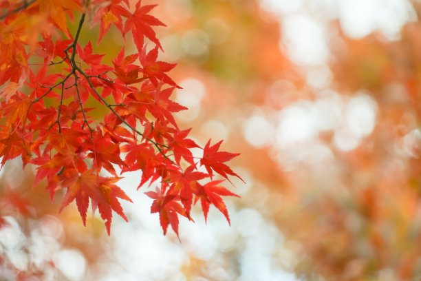 美丽的秋天的风景。秋天五颜六色的树叶。枫叶飘落的季节。图片下载