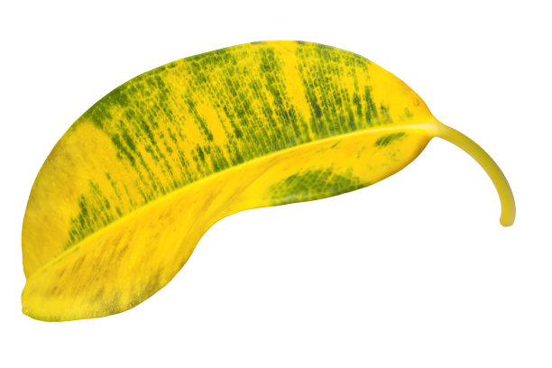 在白色背景上分离的黄色无花果叶。图片下载