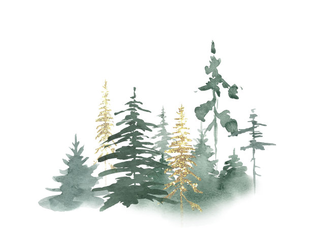 林地景观、圣诞树、云杉林。图片下载