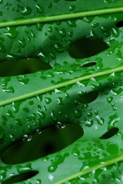 露珠的怪物叶子纹理背景图案图片下载