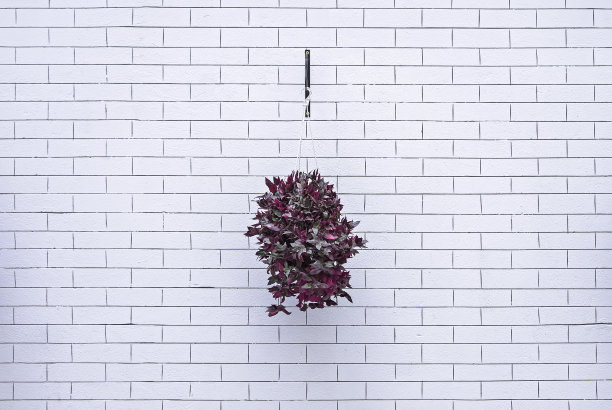 白色砖墙背景上的花盆图片下载