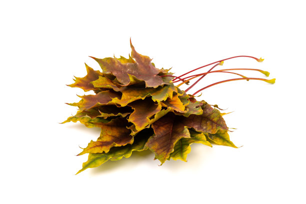 在白色的背景上给秋天的枫叶着色。图片下载