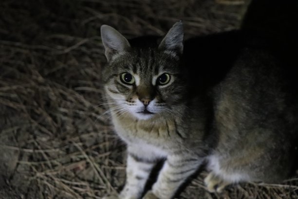 黑暗中的猫图片下载