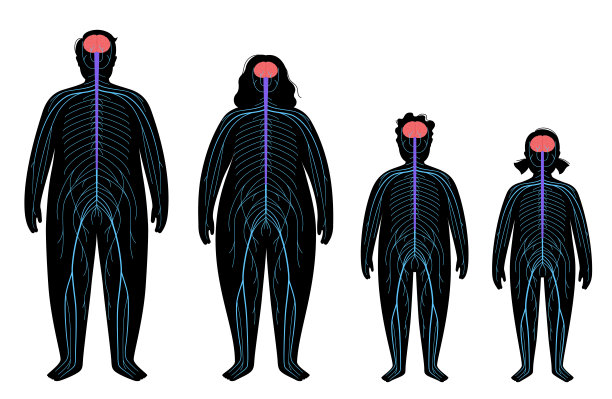 Ð¡腹侧神经系统图片下载