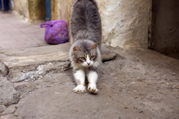 猫伸开她的爪子图片下载