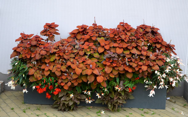 彩绘荨麻或其不太常用的，传统上是作为室外床上植物处理的一年生植物。图片下载