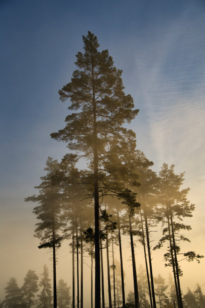 阳光在晨雾中闪耀着金橘的光芒，在松林的荒野中弥漫着雾气图片下载