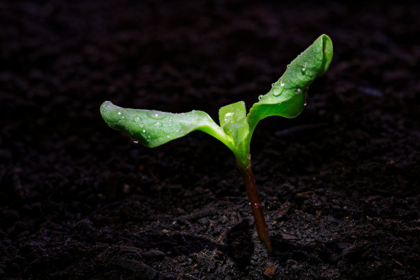 增长的萌芽。图片下载