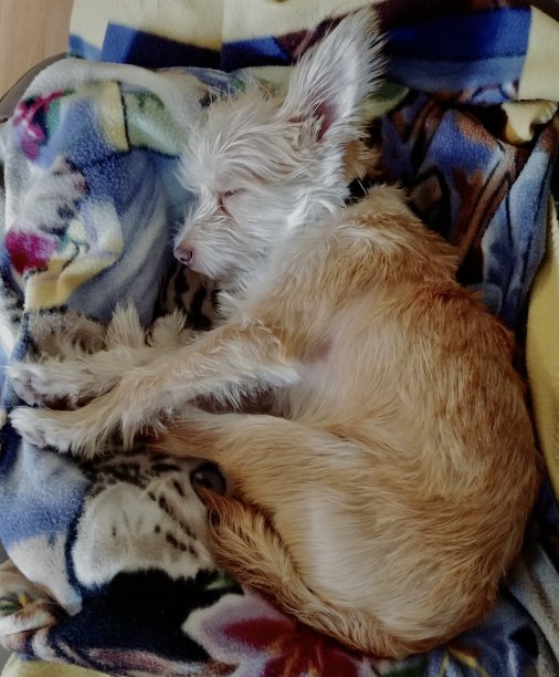 小狗睡觉图片下载