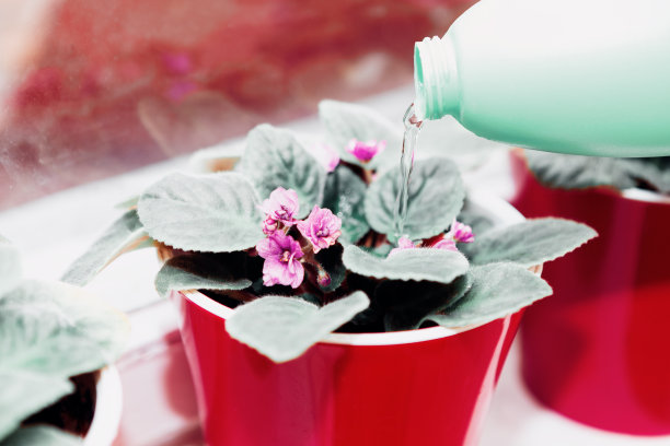 室内的花浇水图片下载