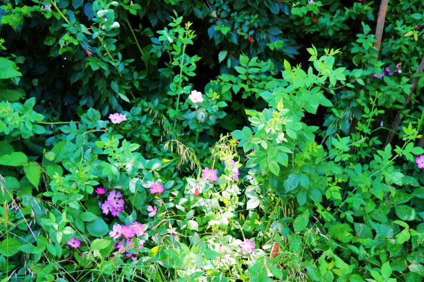 明亮的绿色阳光明媚的后院景象，紫色的野花，绿树成荫，树叶茂密，灌木丛生图片下载