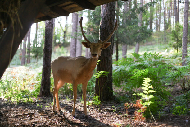 森林里的野鹿图片下载