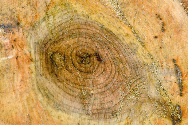 背景来自新锯的老鸟樱桃树。图片下载