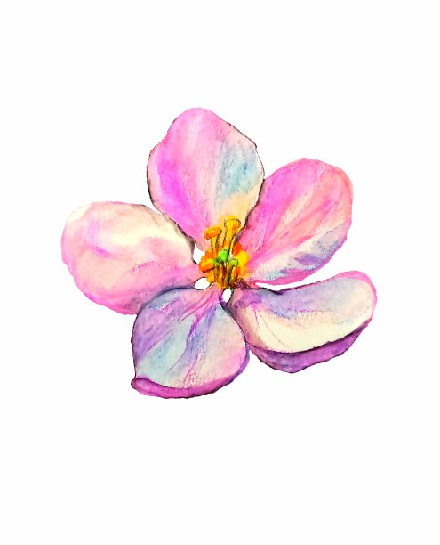 苹果花的水彩画素描图片下载