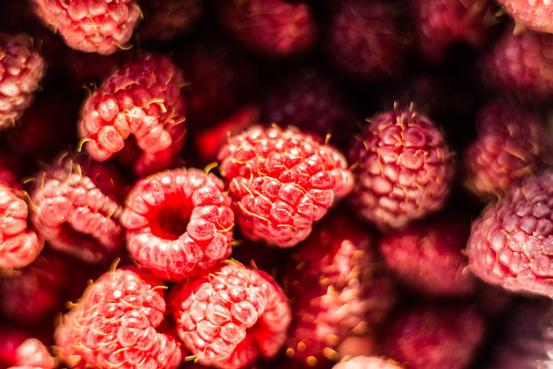 新鲜的有机成熟覆盆子-森林水果图片下载