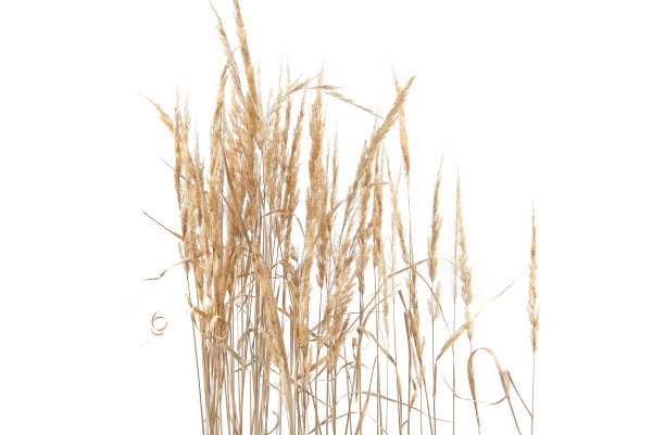 干燥的芦苇孤立在白色的背景。图片下载