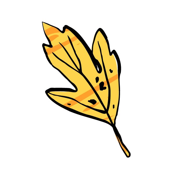 秋天写生黄叶。手绘纹理草图片下载