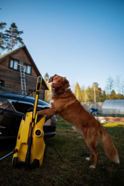 漂亮的小棕色新斯科舍鸭鸣叫寻回犬帮助洗车。图片下载