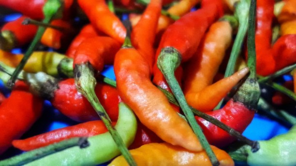 红辣椒纸图片下载