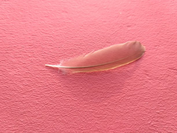 鸟羽毛和翅膀在红色背景上的照片图片下载