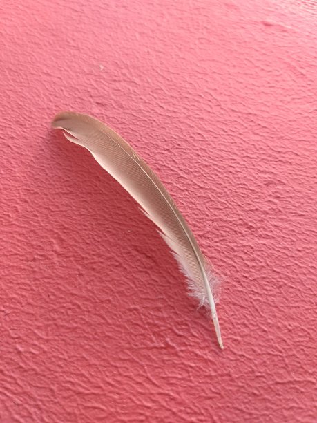 鸟羽毛和翅膀在红色背景上的照片图片下载