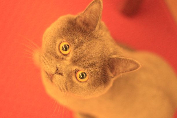 “火星”的猫图片下载