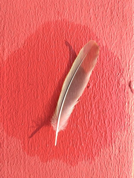 鸟羽毛和翅膀在红色背景上的照片图片下载