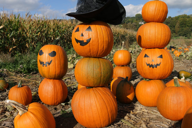 特写图片成熟的，橙色的南瓜堆在地里生长后准备为万圣节出售，一些葫芦有杰克灯风格的脸，黑色贴纸的嘴和眼睛，一个戴着女巫的帽子，晴天蓝色多云的天空，聚焦前景图片下载