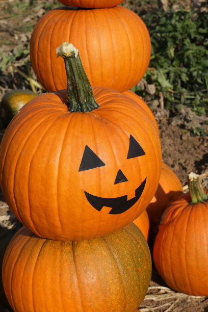 特写图片中，成熟的橙色南瓜堆在地里，准备为万圣节出售，一些葫芦有杰克O'lantern风格的脸，黑色贴纸嘴和眼睛粘在上面，阳光明媚的日子，聚焦前景图片下载