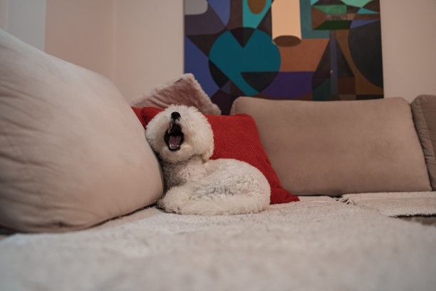 疲惫的比雄狗，一边打哈欠，一边躺在沙发上图片下载