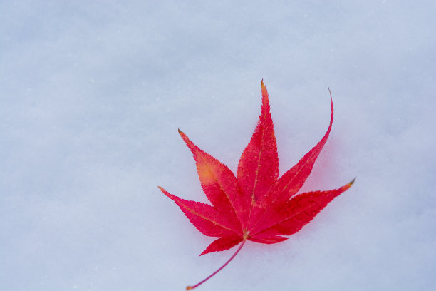 红色的枫叶在雪地上图片下载