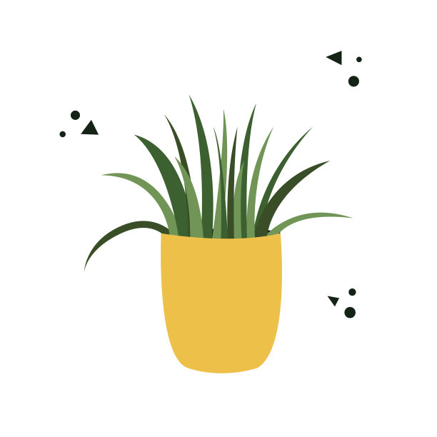 在白色背景上孤立的花盆中的龙血树。明信片上的花盆里有一朵花。平面向量插图图片下载