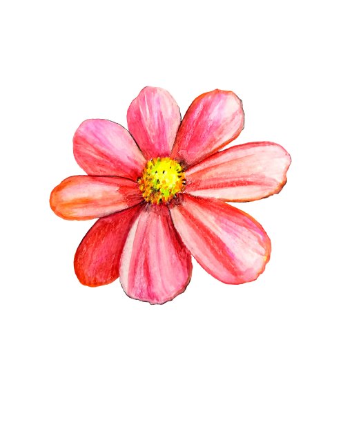 雏菊水彩画素描图片下载