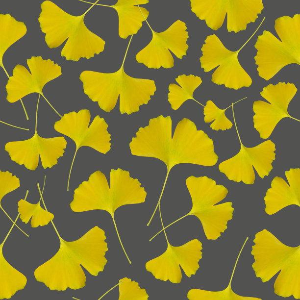 图案从黄色的kinkgo叶在灰色的背景。秋天的背景。老化的主题。无缝模式。墙纸。图片下载
