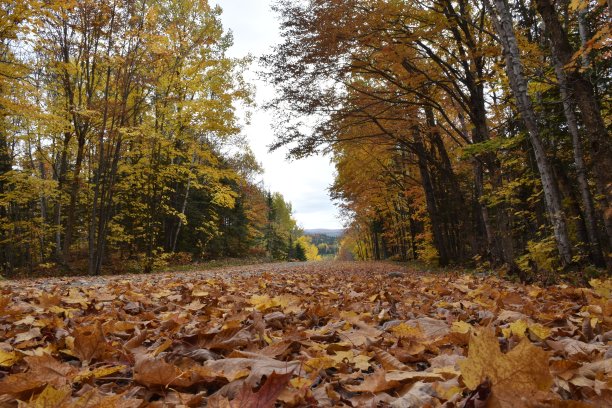在秋天图片下载