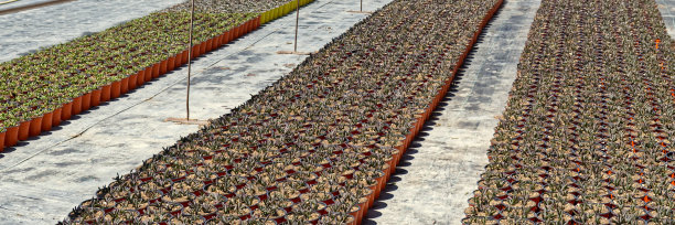 在苗圃里准备出售的多肉植物成排的罐子图片下载