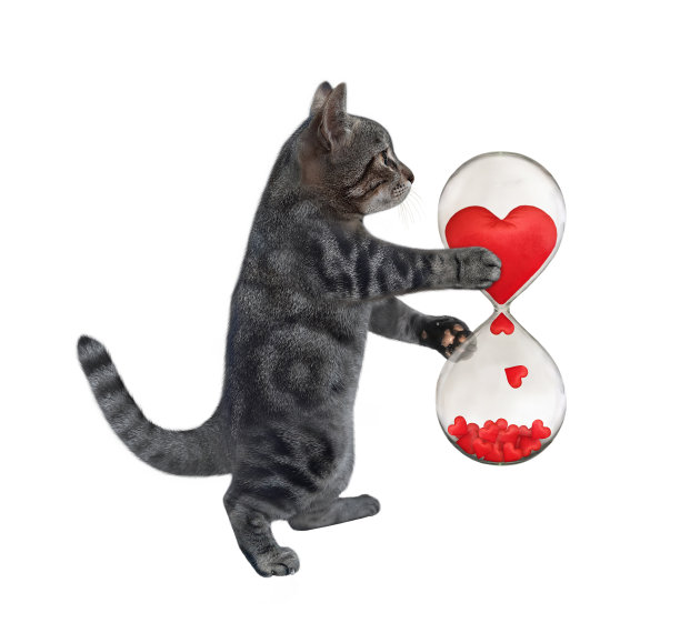 猫灰色拥有浪漫的沙漏图片下载