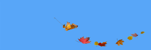 秋叶在蓝天上打旋图片下载