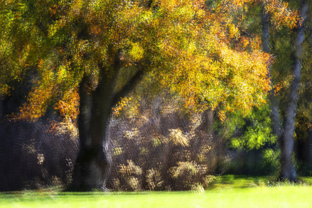 秋叶的双重曝光图片下载