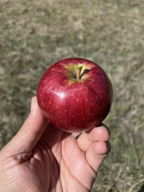 苹果手图片下载