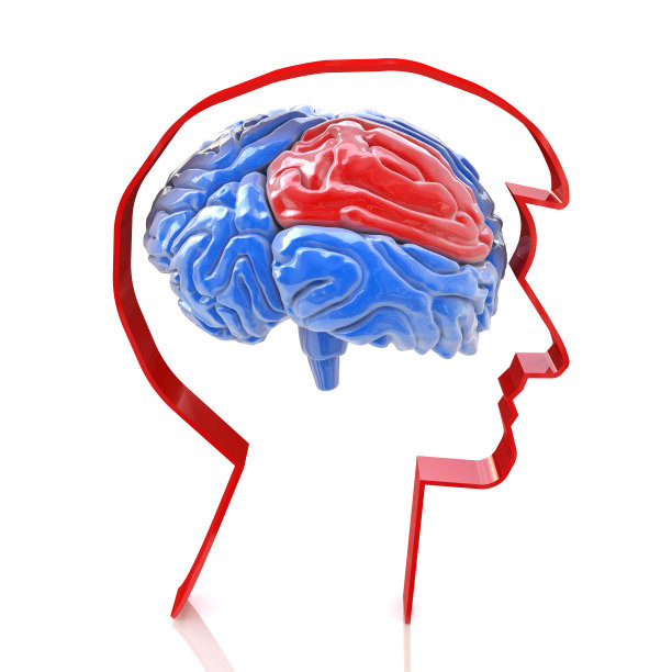 剖面的头部和大脑在设计中的相关信息和设计思路。三维演示图片下载