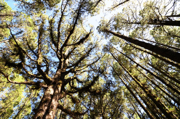 非常高的松木林图片下载