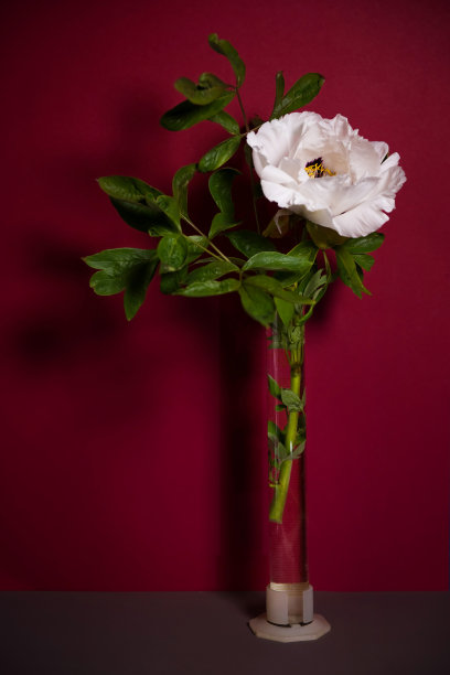 复古的成分。白色牡丹在明亮的红色背景，复古的阴影。低调。侧视图。花明信片、海报。概念上，是极简主义的风格。时尚的室内设计图片下载