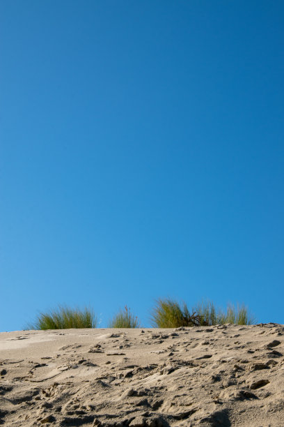海滩草，Ammophila arenaria，在东弗里斯兰北海Borkum岛的沙丘图片下载