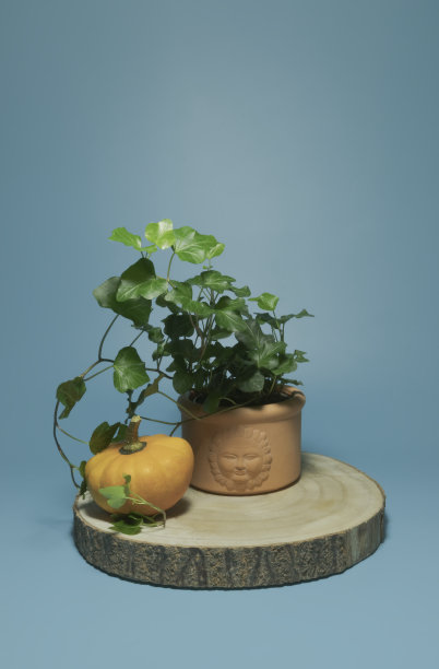 装饰南瓜和盆栽植物。在一个木制的架子上，蓝色的背景图片下载